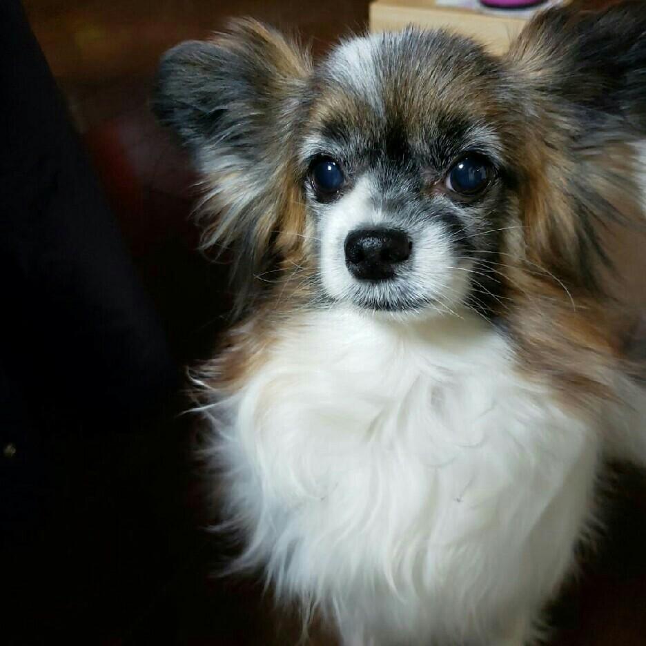 タイムライン Subaru Web Community スバコミ